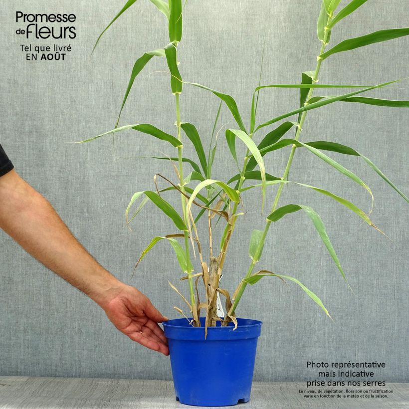 Exemplar von Arundo donax - Spanisches Rohr Topf mit 3L/4L wie im Sommer geliefert