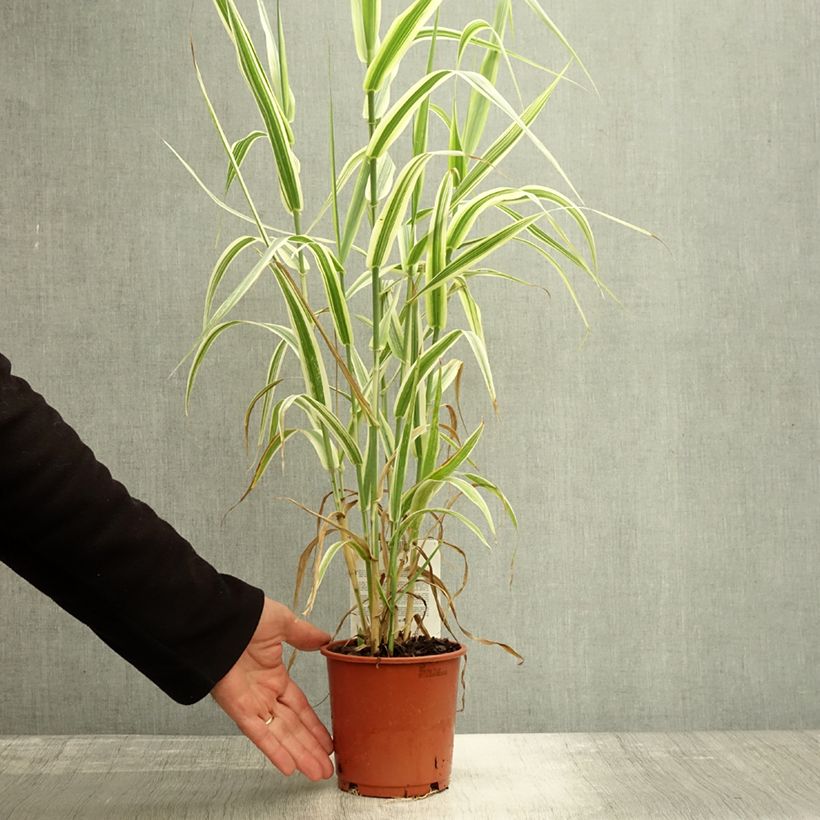 Exemplar von Arundo donax Versicolor - Spanisches Rohr Topf mit 1L/1,5L wie im Herbst geliefert