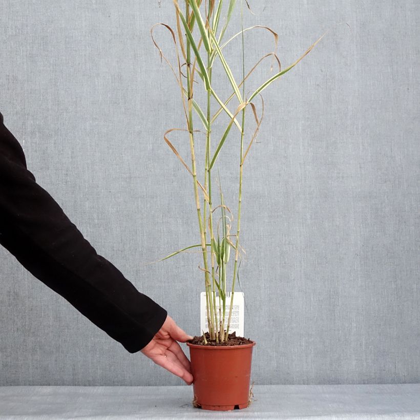 Exemplar von Arundo donax Versicolor - Spanisches Rohr Topf mit 1L/1,5L wie im Winter geliefert