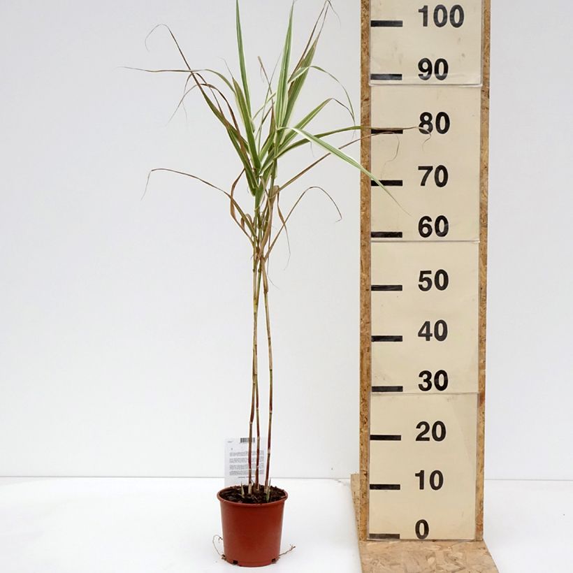 Exemplar von Arundo donax Versicolor - Spanisches Rohr Topf mit 1L/1,5L wie im Frühjahr geliefert