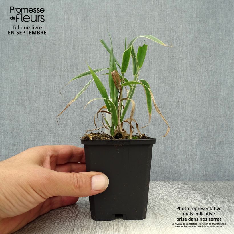 Exemplar von Arundo donax Versicolor - Spanisches Rohr Kleine Töpfe von 8/9 cm wie im Herbst geliefert