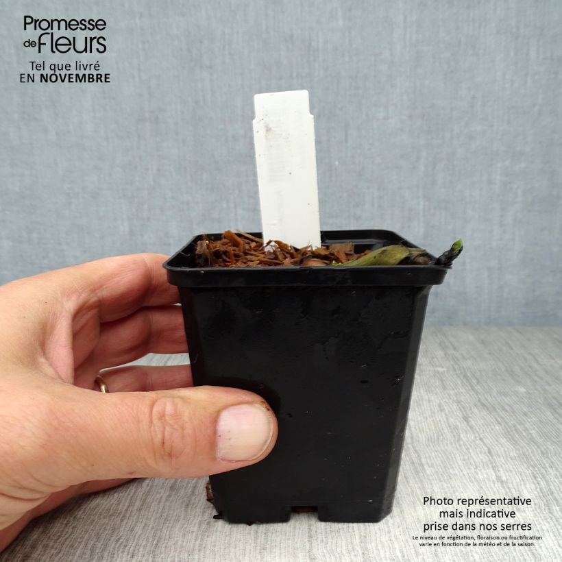 Exemplar von Asarum canadense - Kanadische Haselwurz Kleine Töpfe von 8/9 cm wie im Herbst geliefert