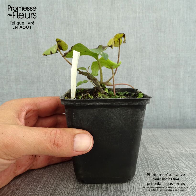 Exemplar von Asarum caudatum - Geschwänzte Haselwurz Kleine Töpfe von 8/9 cm wie im Sommer geliefert
