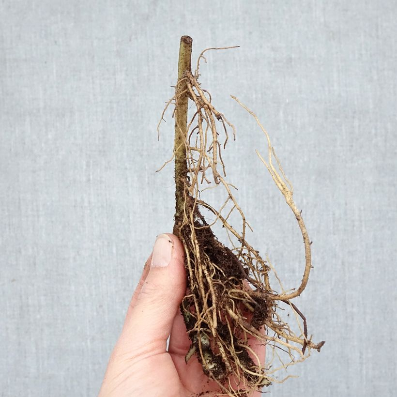 Exemplar von Asarum caudatum - Geschwänzte Haselwurz Wurzelnackt wie im Winter geliefert
