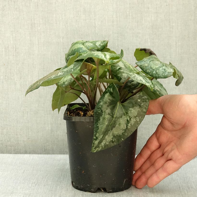 Exemplar von Asarum splendens - Glänzende Haselwurz Topf mit 1L/1,5L wie im Herbst geliefert