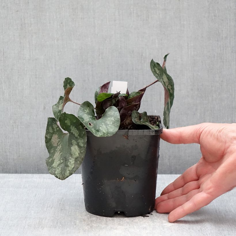 Exemplar von Asarum splendens - Glänzende Haselwurz Topf mit 1L/1,5L wie im Winter geliefert