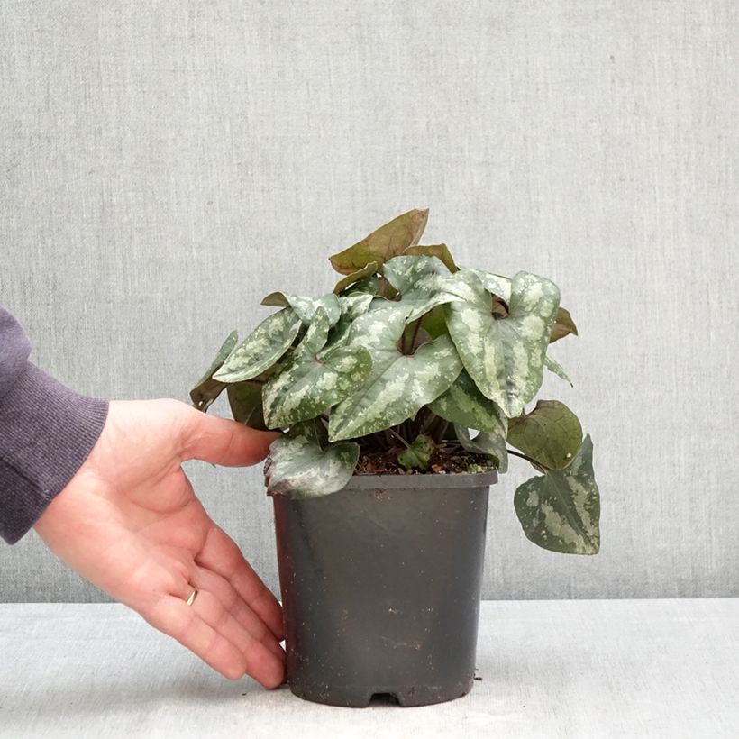 Exemplar von Asarum splendens - Glänzende Haselwurz Topf mit 1L/1,5L wie im Frühjahr geliefert