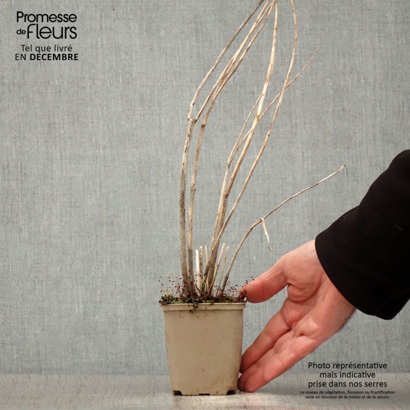 Exemplar von Asclepias speciosa - Prächtige Seidenpflanze Kleine Töpfe von 8/9 cm wie im Winter geliefert