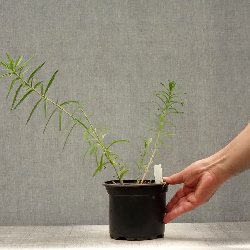 Exemplar von Asclepias tuberosa - Knollige Seidenpflanze Topf mit 2L/3L wie im Sommer geliefert