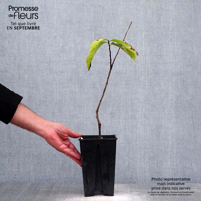 Exemplar von Papau Prima 1216 - Asimina triloba Topf mit 2L/3L wie im Herbst geliefert