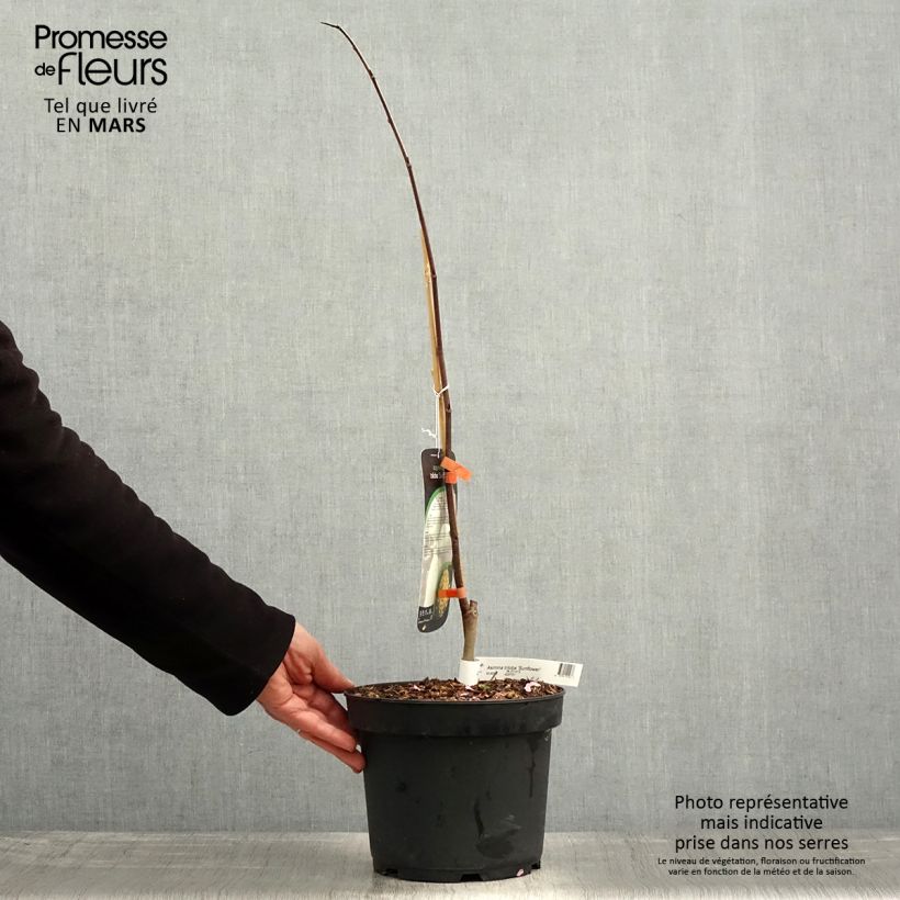 Exemplar von Papau Sunflower - Asimina triloba Topf mit 4L/5L wie im Frühjahr geliefert