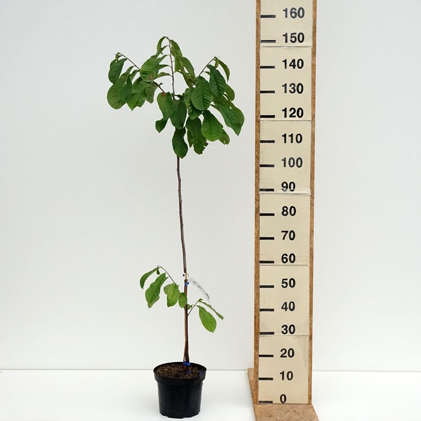 Exemplar von Papau Allegheny - Asimina triloba Topf mit 3L/4L wie im Sommer geliefert