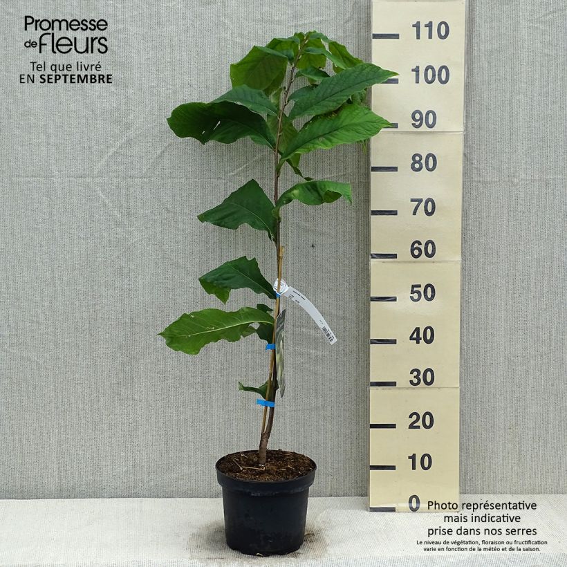 Exemplar von Papau Overlese - Asimina triloba Topf mit 3L/4L wie im Herbst geliefert