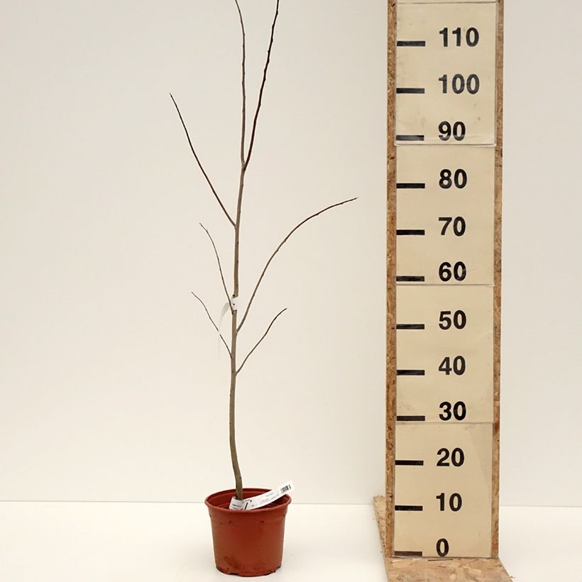 Exemplar von Papau - Asimina triloba Topf mit 2L/3L wie im Winter geliefert