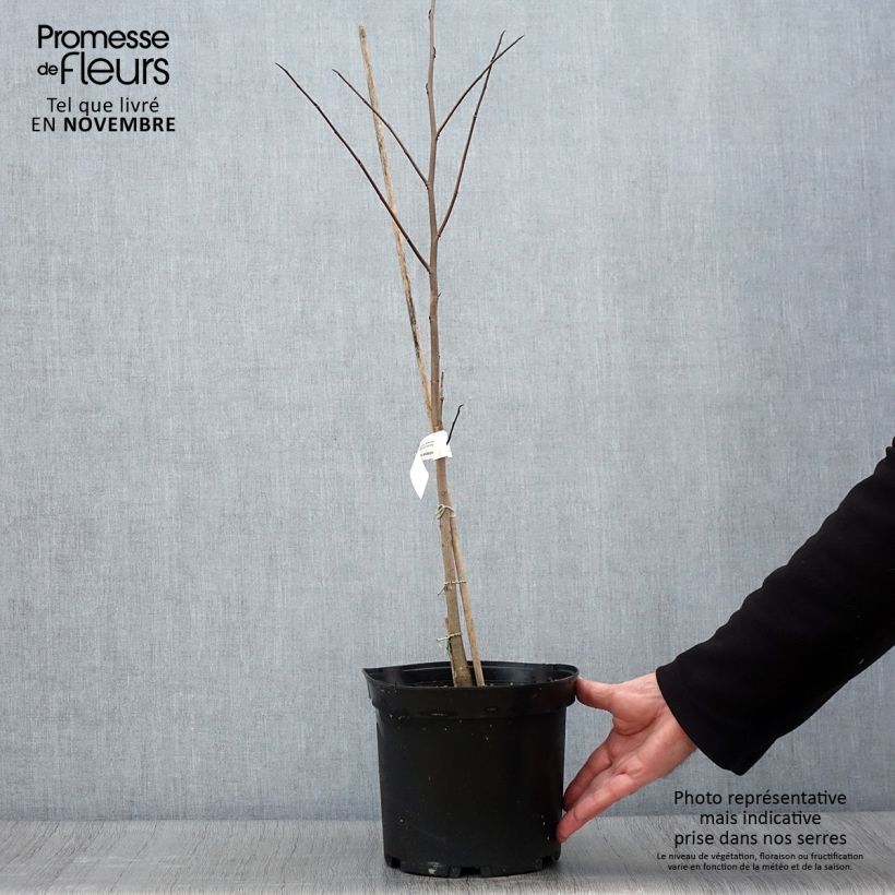 Exemplar von Papau - Asimina triloba Topf mit 3L/4L wie im Herbst geliefert