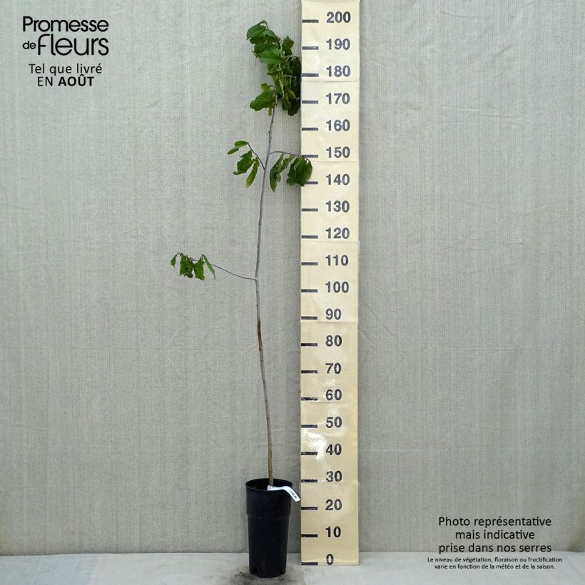 Exemplar von Papau - Asimina triloba Topf mit 2L/3L wie im Sommer geliefert