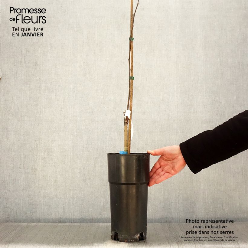 Exemplar von Papau Susquehanna Peterson Pawpaws - Asimina triloba Topf mit 3L/4L wie im Winter geliefert