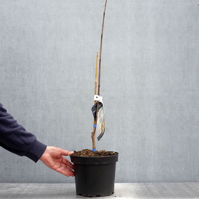 Exemplar von Papau Allegheny - Asimina triloba Topf mit 3L/4L wie im Frühjahr geliefert