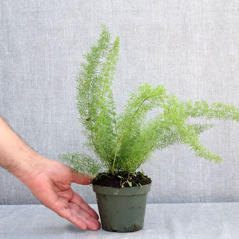 Exemplar von Asparagus densiflorus var. meyeri - Meyers Zierspargel Kleine Töpfe von 8/9 cm wie im Sommer geliefert