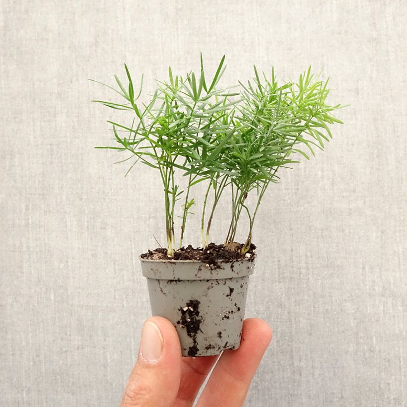 Exemplar von Asparagus sprengeri - Sprengers Zier-Spargel  Mini-plante wie im Frühjahr geliefert