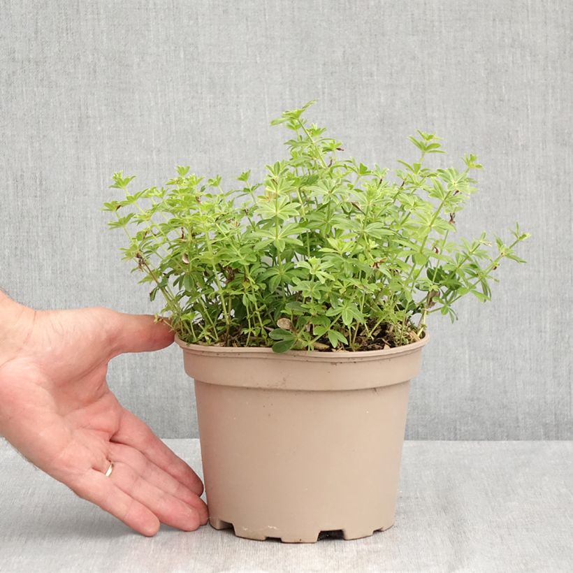 Exemplar von Waldmeister - Galium odoratum Topf mit 2L/3L wie im Sommer geliefert