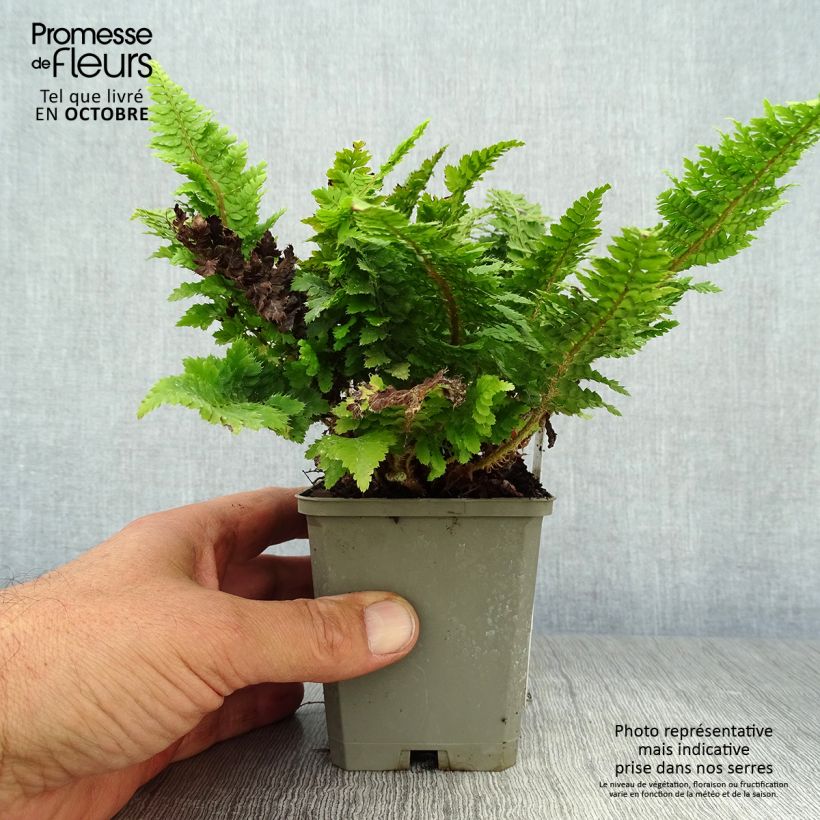 Exemplar von Weicher Schildfarn Congestum - Polystichum setiferum Kleine Töpfe von 8/9 cm wie im Herbst geliefert