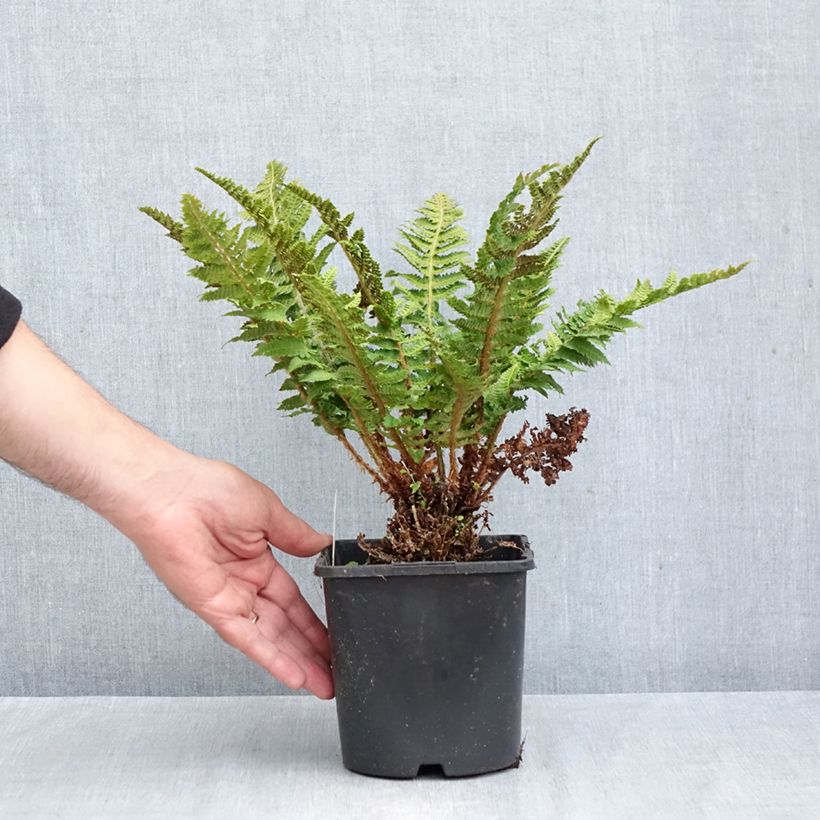 Exemplar von Weicher Schildfarn Congestum - Polystichum setiferum Topf mit 2L/3L wie im Herbst geliefert
