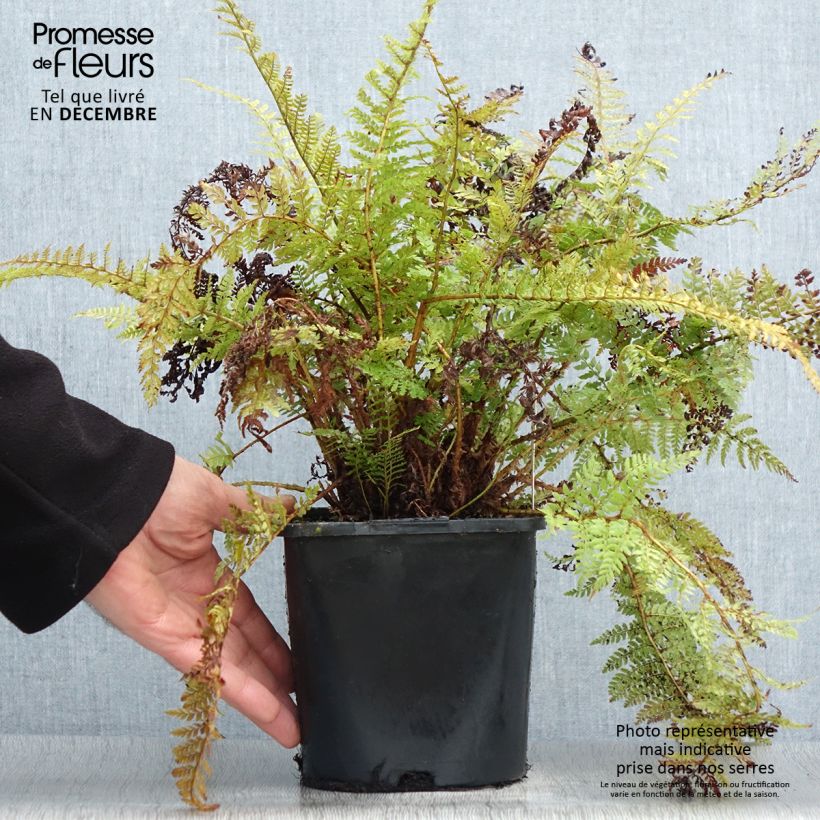 Exemplar von Weicher Schildfarn Congestum - Polystichum setiferum Topf mit 2L/3L wie im Winter geliefert