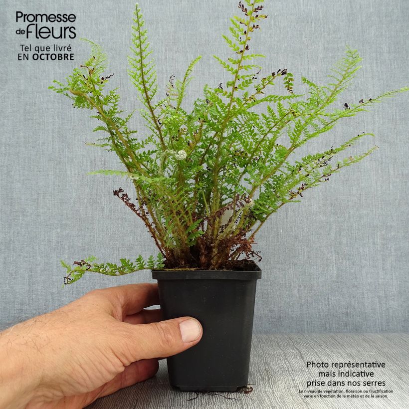 Exemplar von Weicher Schildfarn Proliferum Wollastonii - Polystichum setiferum Kleine Töpfe von 8/9 cm wie im Herbst geliefert