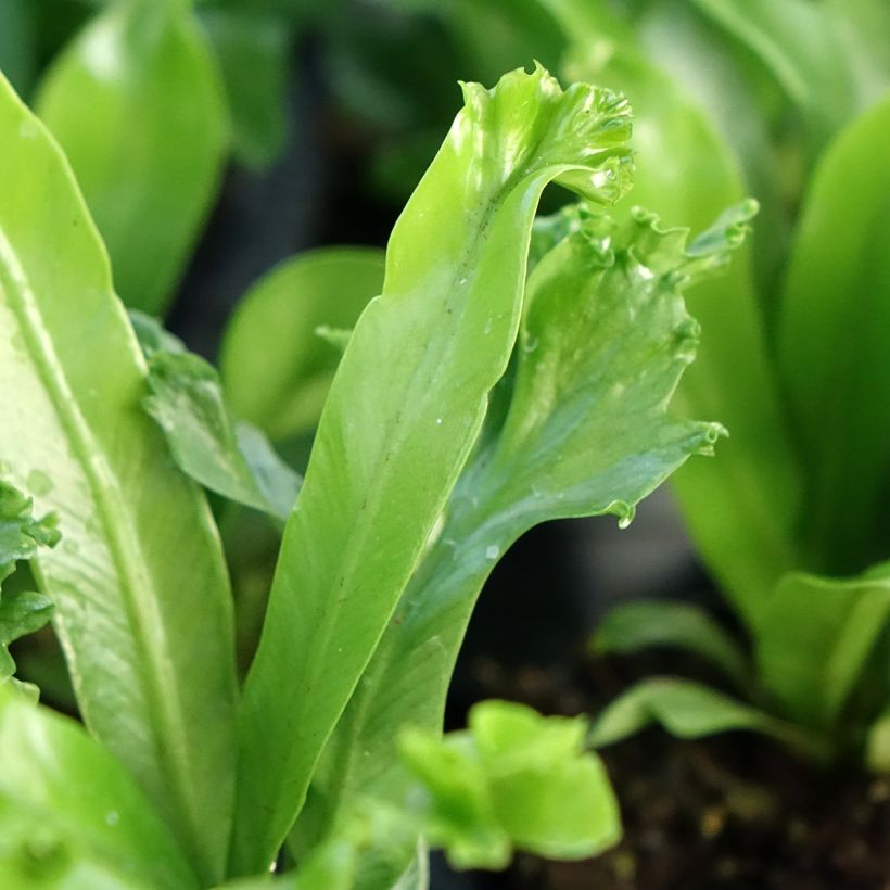 Asplenium antiquum Leslie - Vogel-Nestfarn (Laub)