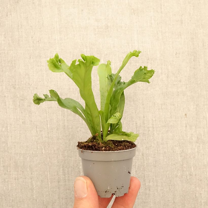 Exemplar von Asplenium antiquum Leslie - Vogel-Nestfarn Mini-Pflanze wie im Frühjahr geliefert