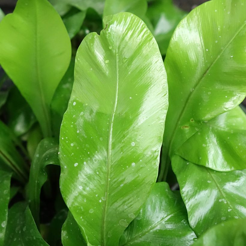 Asplenium nidus - Vogel-Nestfarn (Laub)