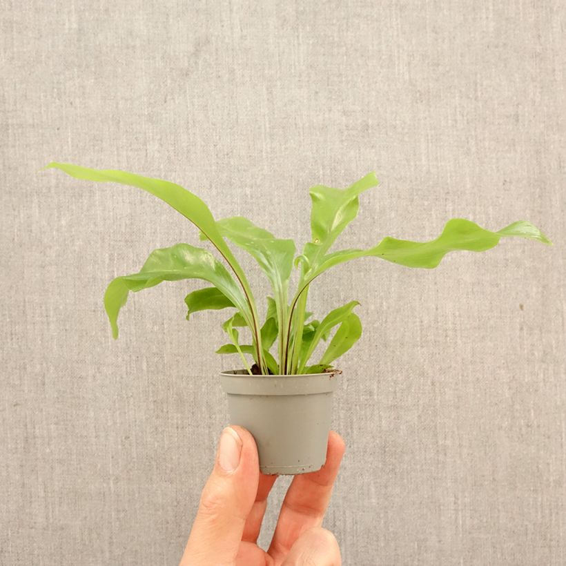 Exemplar von Asplenium nidus - Vogel-Nestfarn Mini-Pflanze wie im Frühjahr geliefert