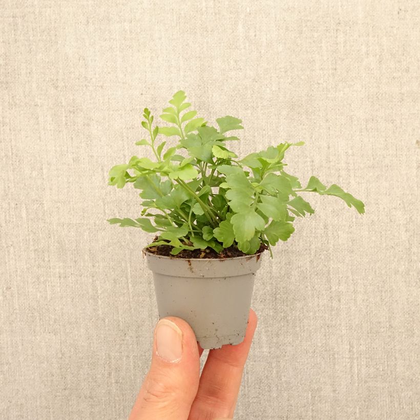 Exemplar von Asplenium Parvati - Vogel-Nestfarn Mini-Pflanze wie im Frühjahr geliefert