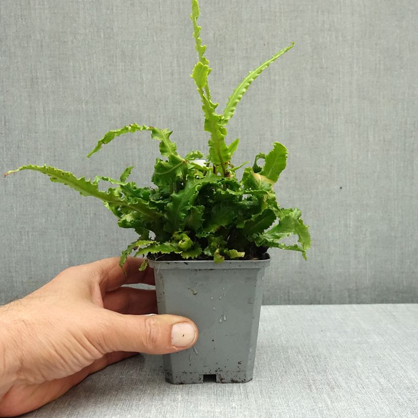 Exemplar von Hirschzungenfarn Angustifolia - Phyllitis scolopendrium Kleine Töpfe von 8/9 cm wie im Herbst geliefert