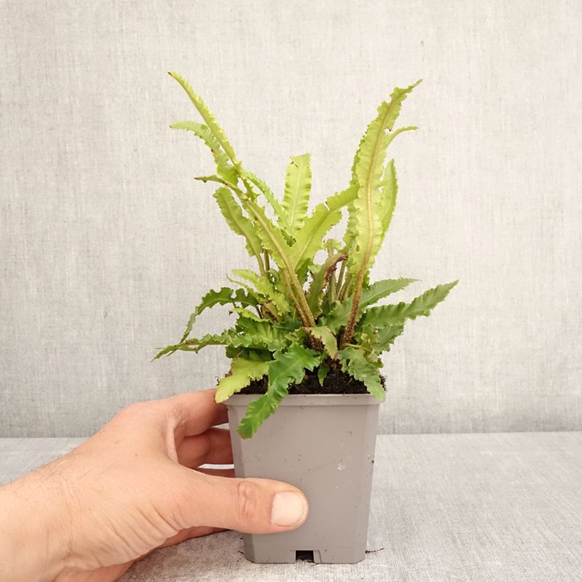 Exemplar von Hirschzungenfarn Angustifolia - Phyllitis scolopendrium Kleine Töpfe von 8/9 cm wie im Frühjahr geliefert