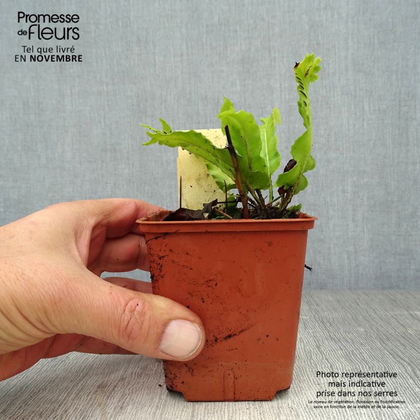 Exemplar von Asplenium scolopendrium Cristatum Group - Hirschzungenfarn Kleine Töpfe von 8/9 cm wie im Herbst geliefert