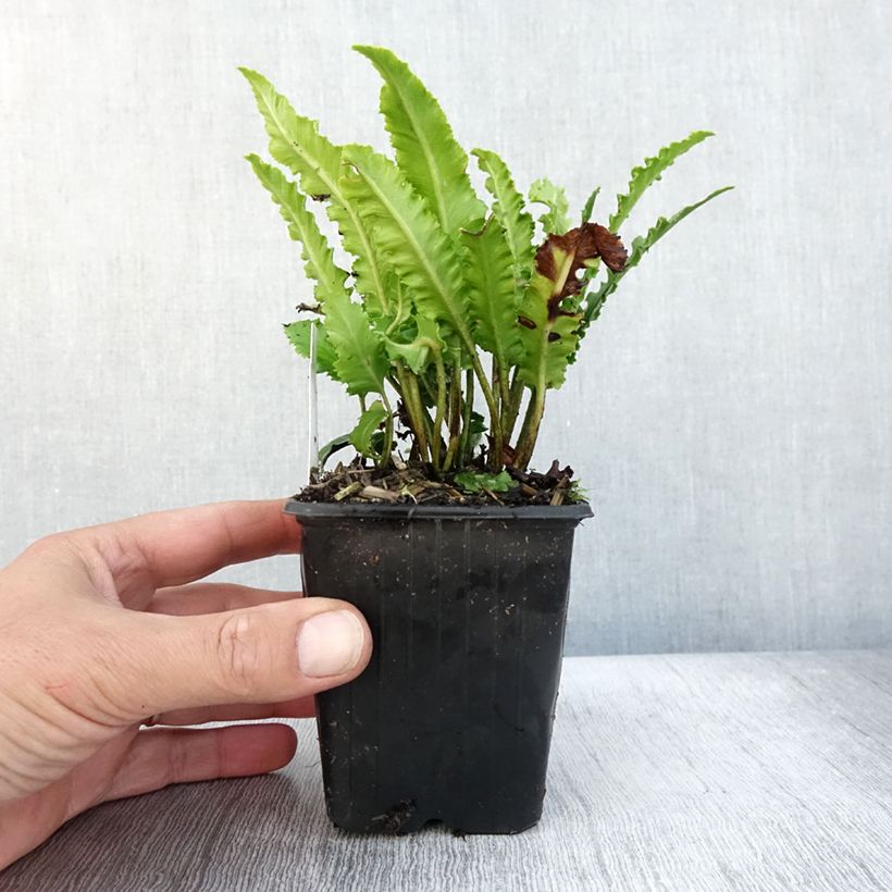 Exemplar von Asplenium scolopendrium Undulatum Angustatum - Hirschzungenfarn Kleine Töpfe von 8/9 cm wie im Herbst geliefert