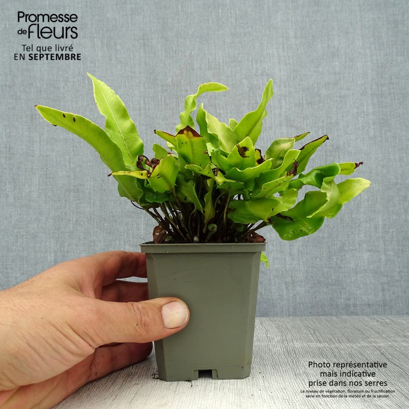 Exemplar von Asplenium scolopendrium Undulatum Angustatum - Hirschzungenfarn Kleine Töpfe von 8/9 cm wie im Sommer geliefert