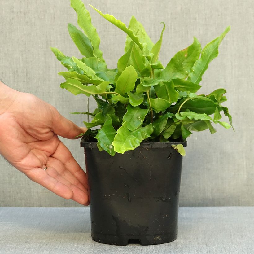 Exemplar von Asplenium scolopendrium Undulatum Group - Hirschzungenfarn Topf mit 2L/3L wie im Herbst geliefert