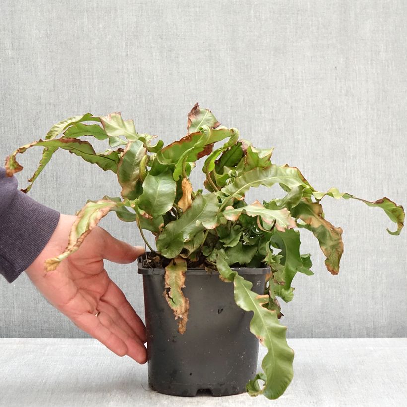 Exemplar von Asplenium scolopendrium Undulatum Group - Hirschzungenfarn Topf mit 2L/3L wie im Frühjahr geliefert