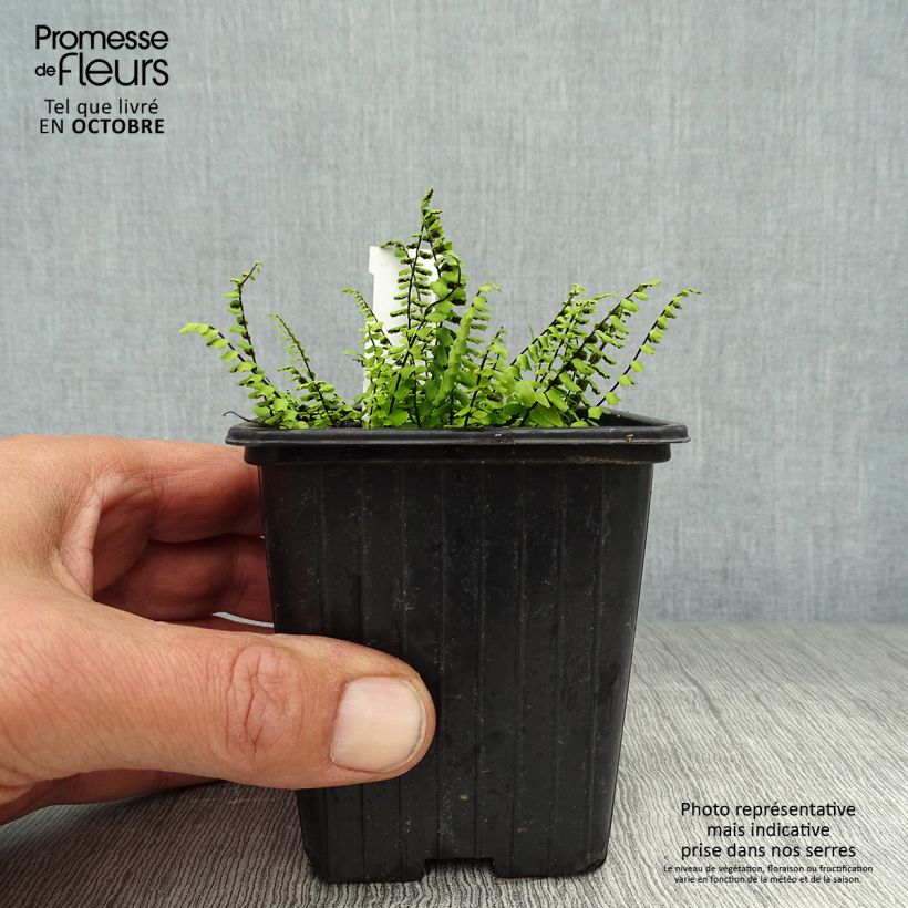 Exemplar von Asplenium trichomanes - Schwarzstieliger Strichfarn Kleine Töpfe von 8/9 cm wie im Herbst geliefert
