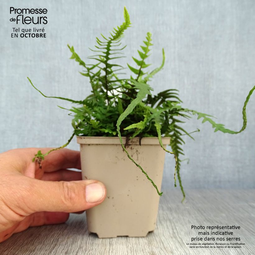 Exemplar von Asplenium ebenoides - Drachenschwanzfarn Kleine Töpfe von 8/9 cm wie im Herbst geliefert