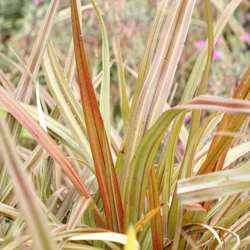 Astelia nervosa Westland - Astelie (Laub)