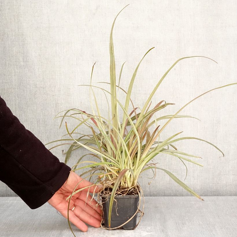 Exemplar von Astelia nervosa Westland - Astelie Kleine Töpfe von 8/9 cm wie im Frühjahr geliefert