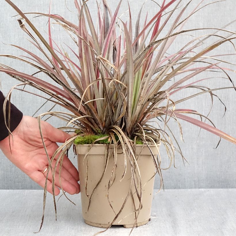 Exemplar von Astelia Red Shadow - Astelie Topf mit 2L/3L wie im Herbst geliefert