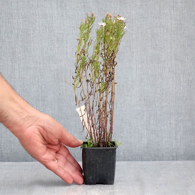 Exemplar von Aster linariifolius Kleine Töpfe von 8/9 cm wie im Sommer geliefert