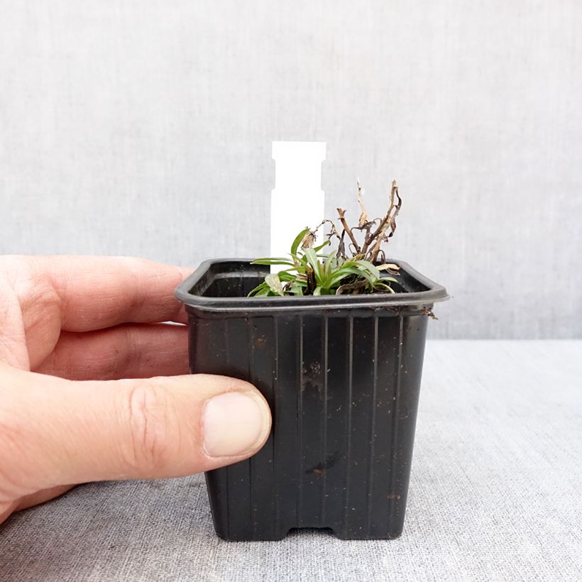 Exemplar von Aster linariifolius Kleine Töpfe von 8/9 cm wie im Winter geliefert