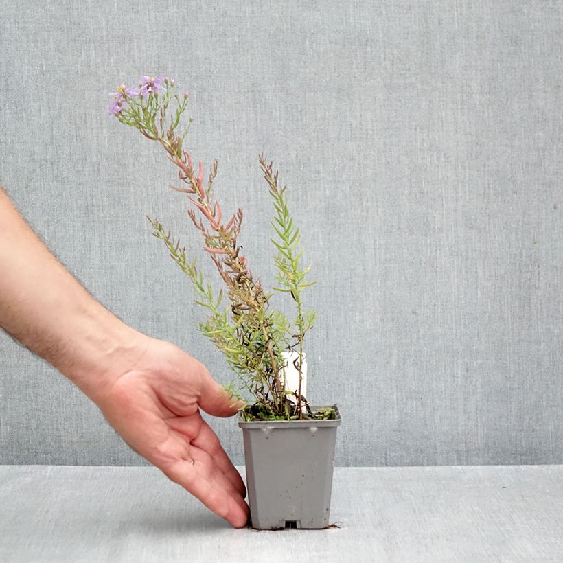 Exemplar von Aster sedifolius - Ödland-Aster Kleine Töpfe von 8/9 cm wie im Herbst geliefert