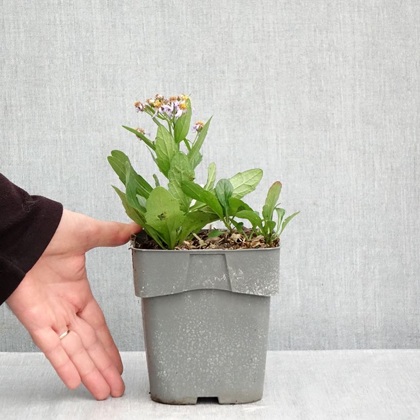 Exemplar von Aster ageratoides Adustus Nanus - Ageratum-ähnliche Aster Topf mit 1,5L/2L wie im Herbst geliefert